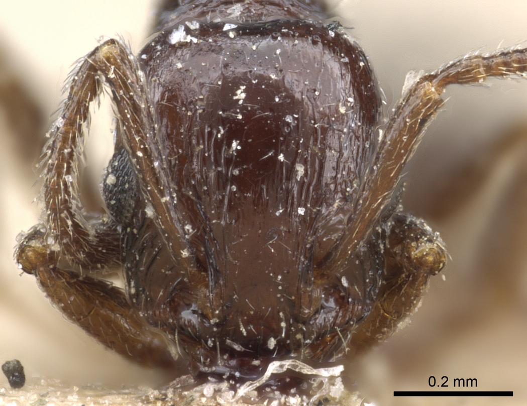 Temnothorax nigritus