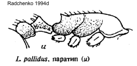 Temnothorax pallidus