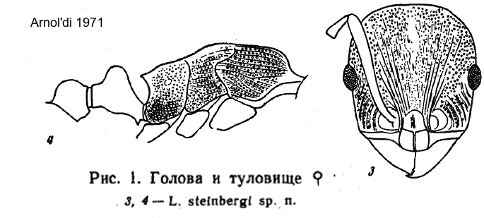 Temnothorax steinbergi
