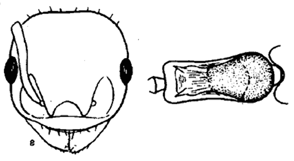 Temnothorax tamarae