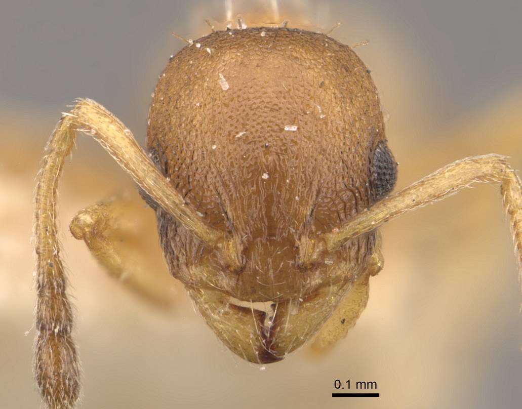 Temnothorax tauricus