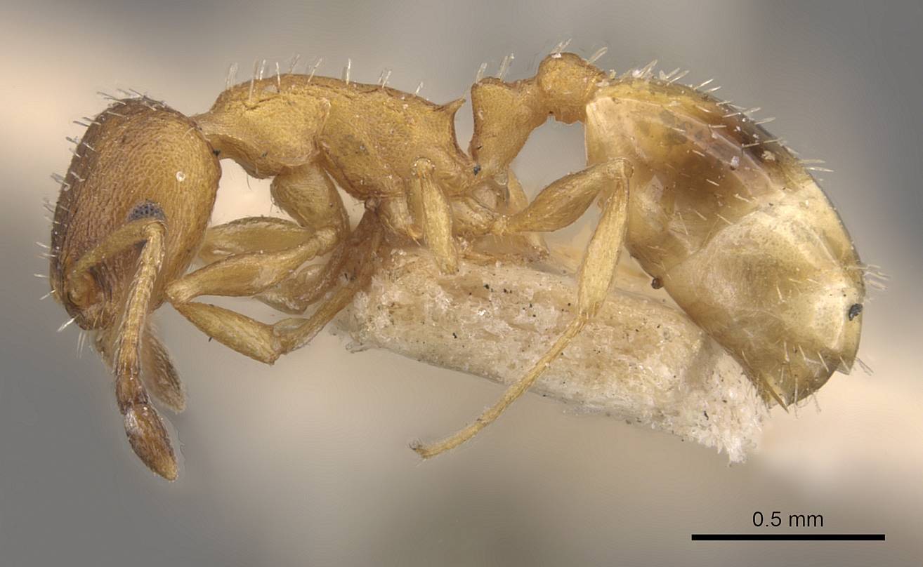 Temnothorax tauricus
