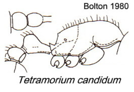 {Tetramorium candidum}