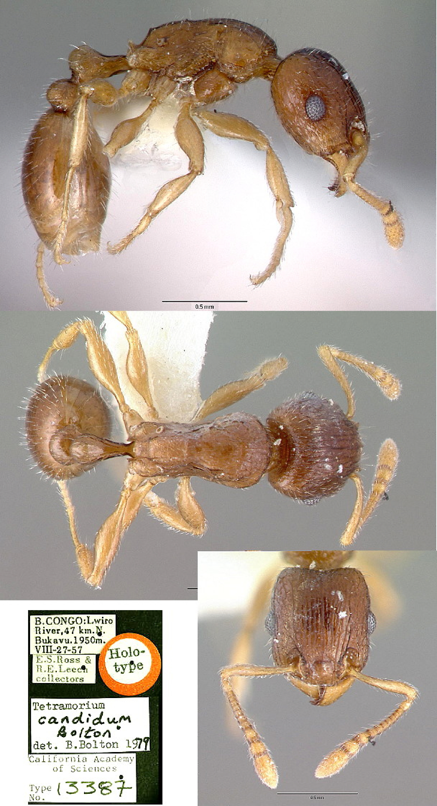 {Tetramorium candidum}