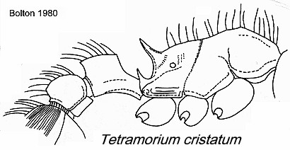 {Tetramorium cristatum}