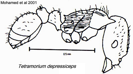 {Tetramorium depressiceps}