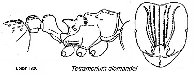 {Tetramorium diomandei}