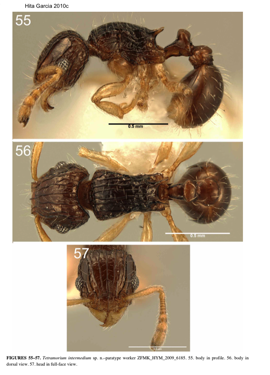 {Tetramorium intermedium}