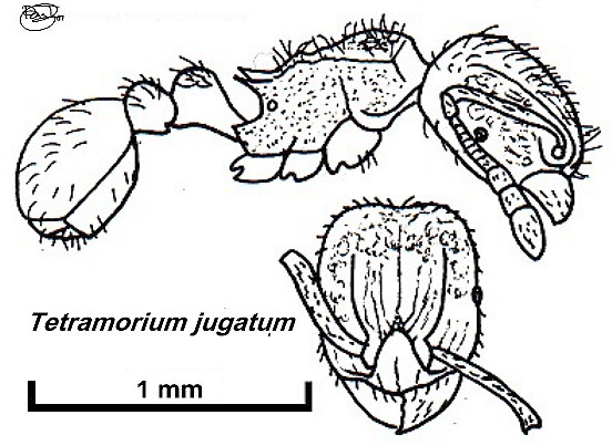 {Tetramorium jugatum}