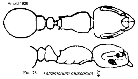 {Tetramorium muscorum}