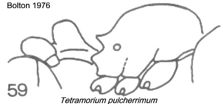 {Tetramorium pulcherrimum}