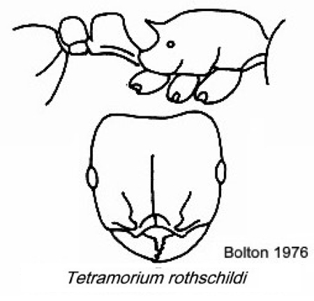 {Tetramorium rothschildi}