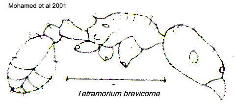 {Tetramorium semilaeve}