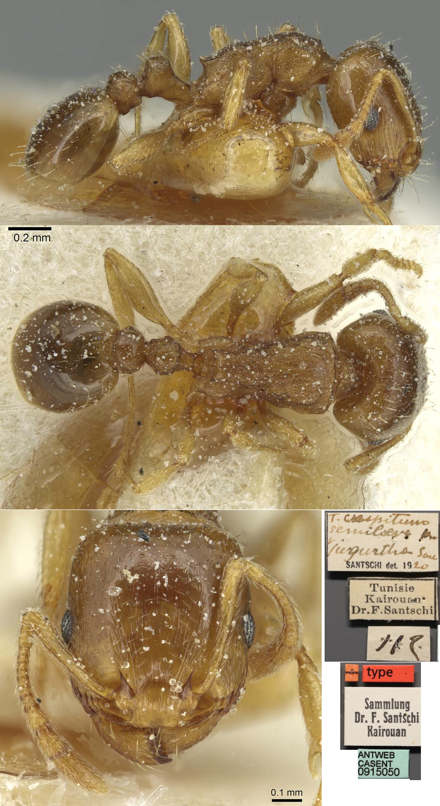 {Tetramorium semilaeve jugurtha }