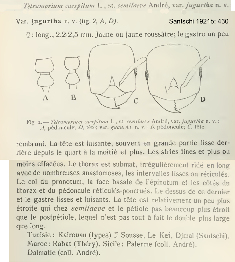 {Tetramorium semilaeve jugurtha }