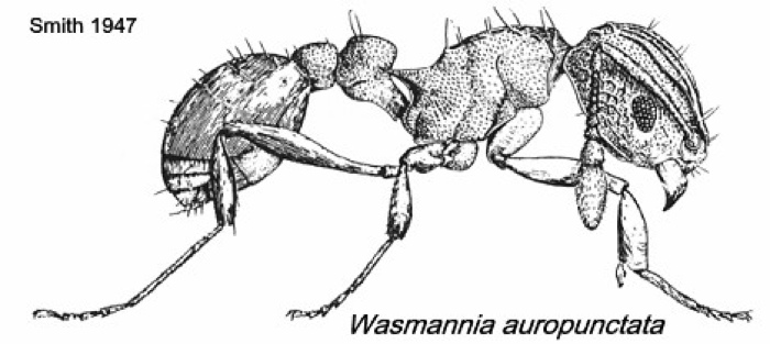 {Wasmannia auropunctata}